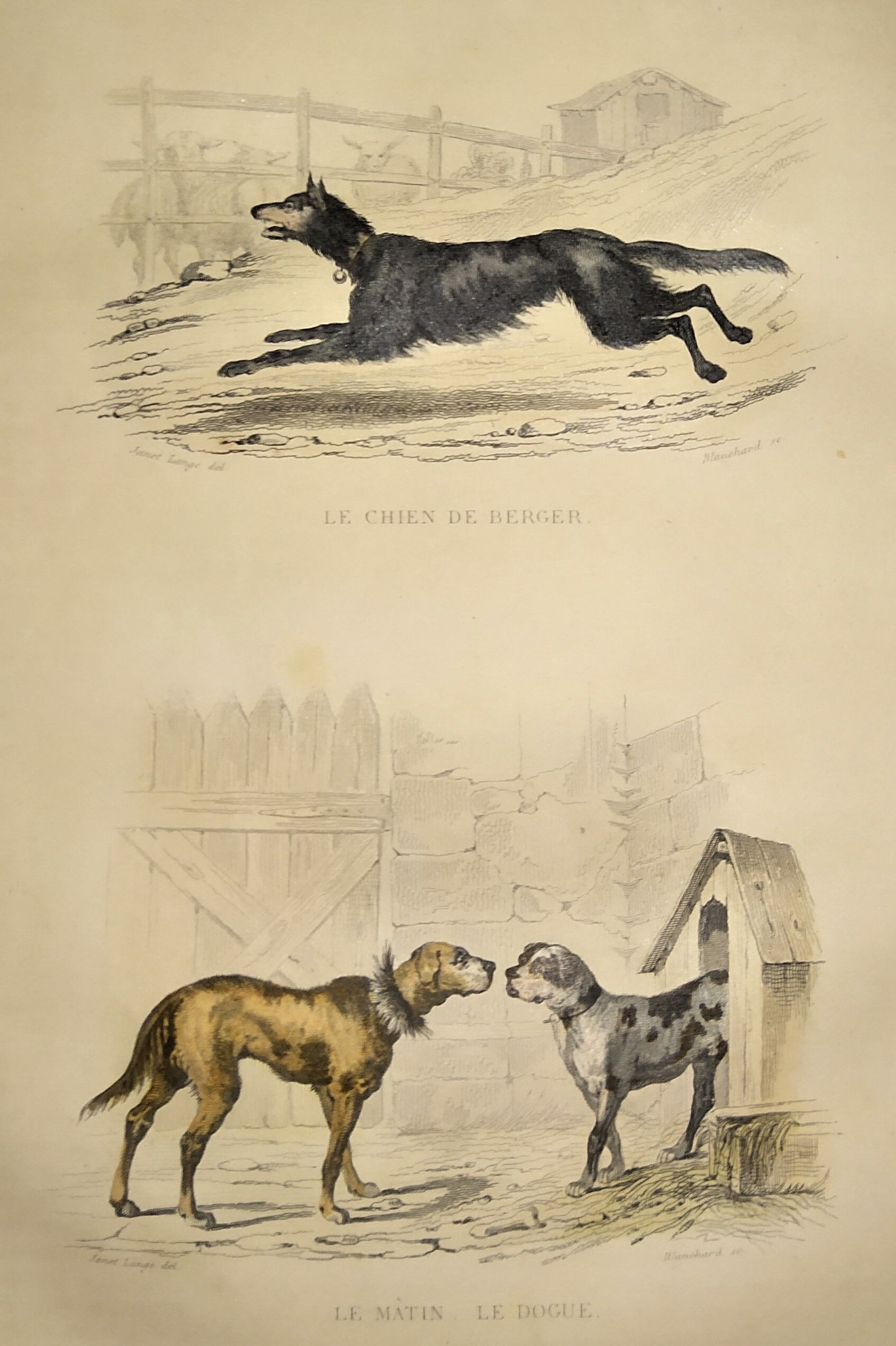 Original zoological frame engraving from 1839 " shepherd dog,....,.... "