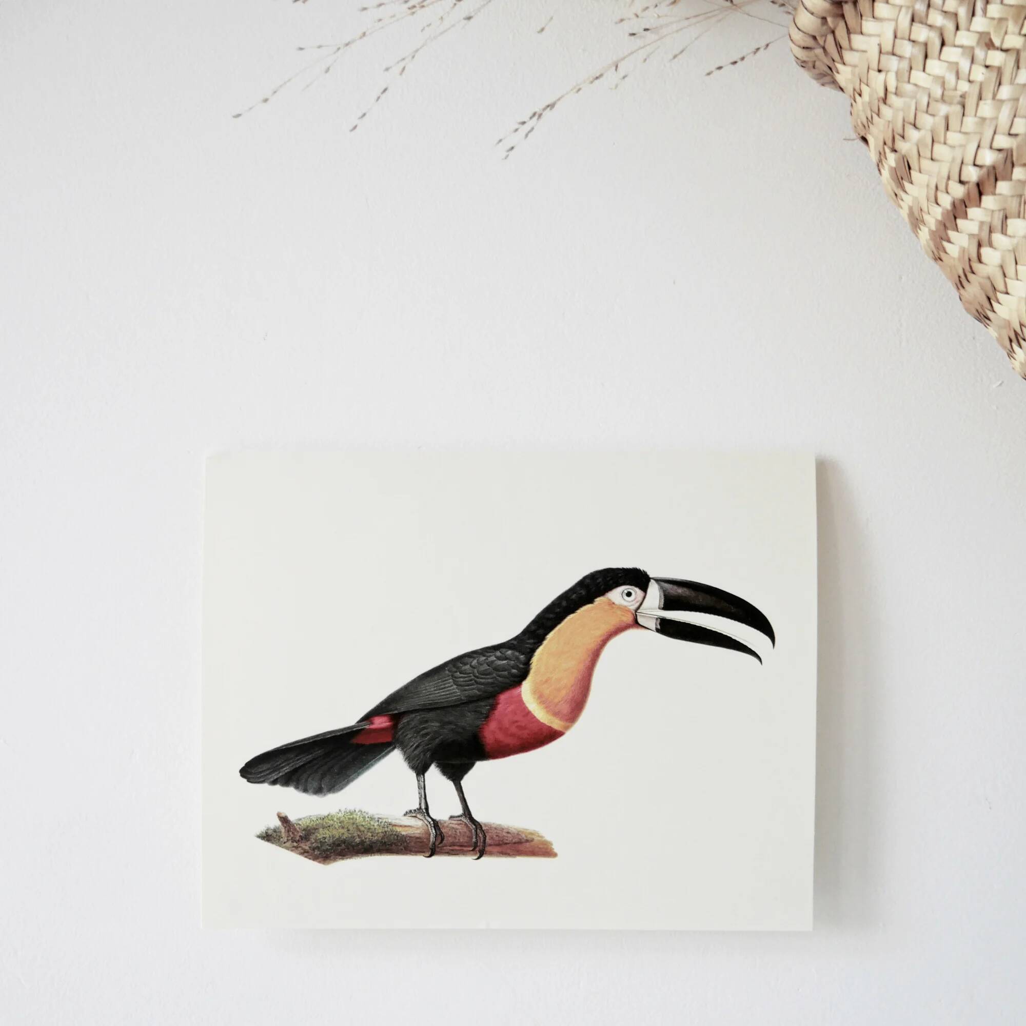 Bestiary plates from the Museum of Natural History Toucan of Pará.