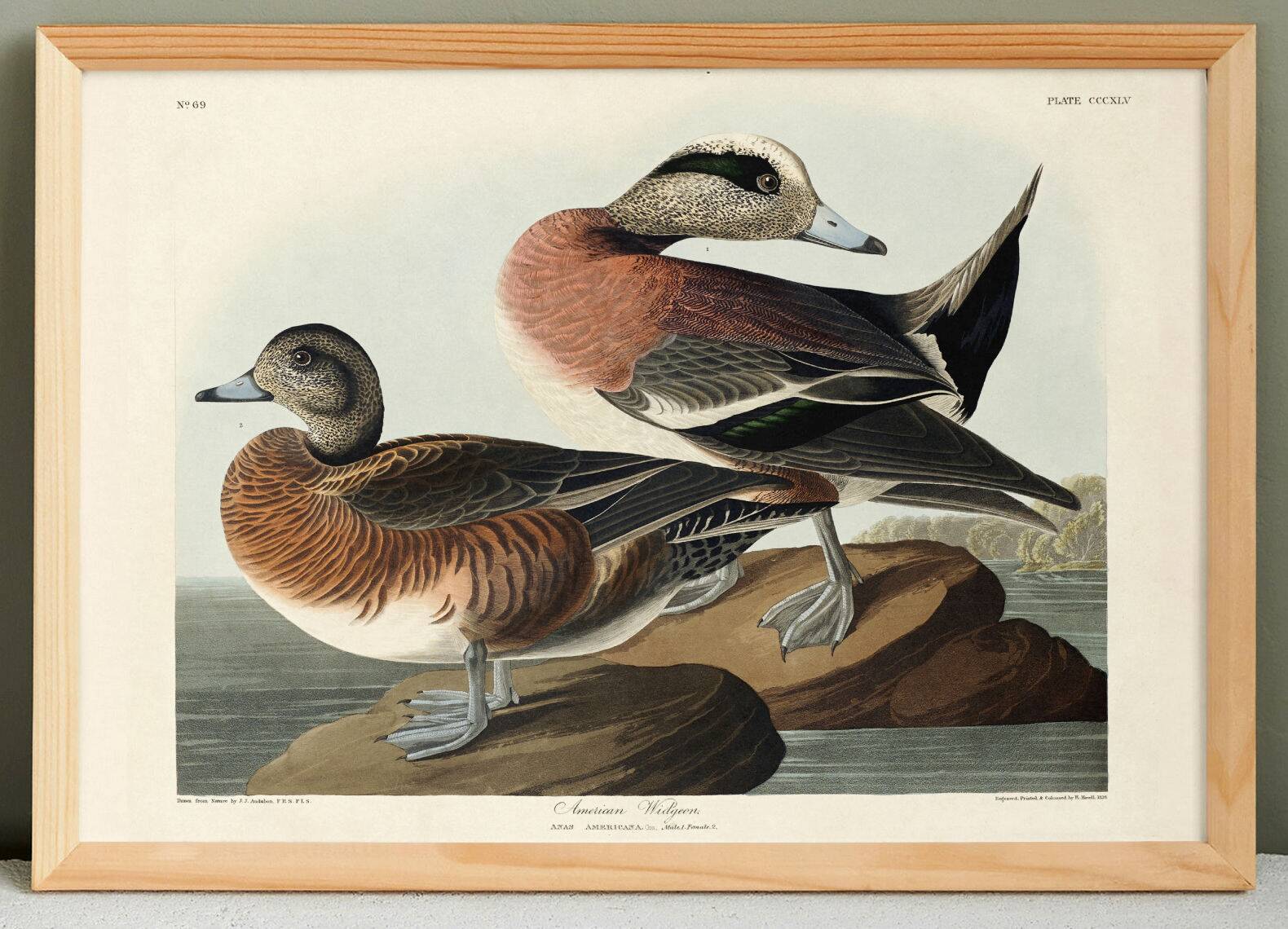 Poster about the American Wigeon, based on an old engraving