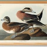 Poster about the American Wigeon, based on an old engraving