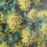 Oil on canvas by Alfio Graziani