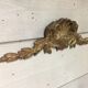 Fronton coquille en bronze
