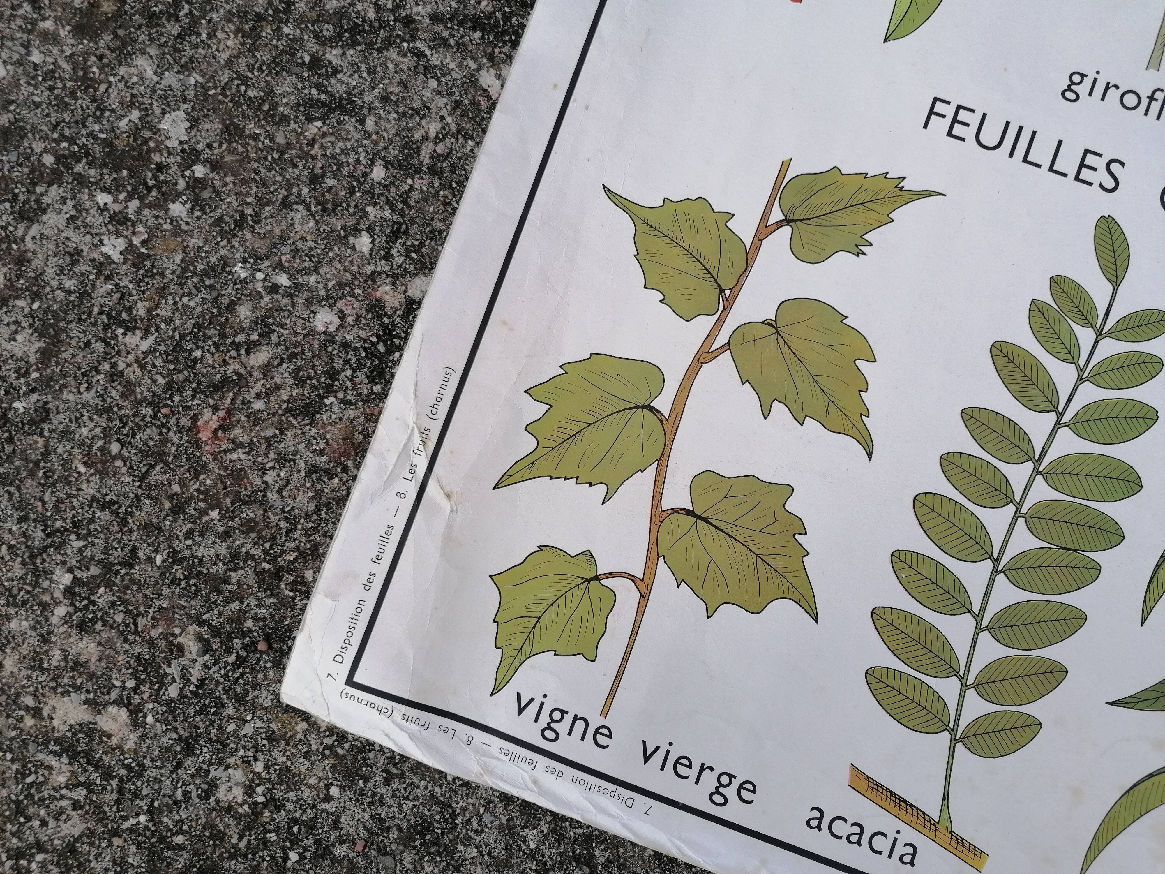 Rossignol educational poster: "Arrangement of leaves and fruits".
