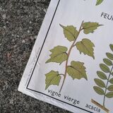 Rossignol educational poster: "Arrangement of leaves and fruits".