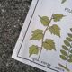 Rossignol educational poster: "Arrangement of leaves and fruits".