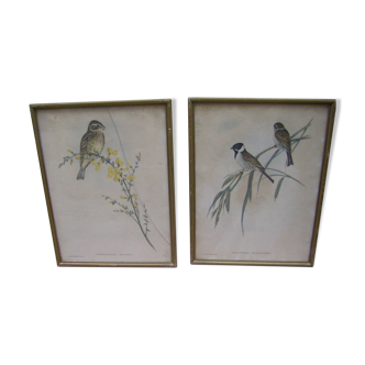 Series of engravings "to the birds"