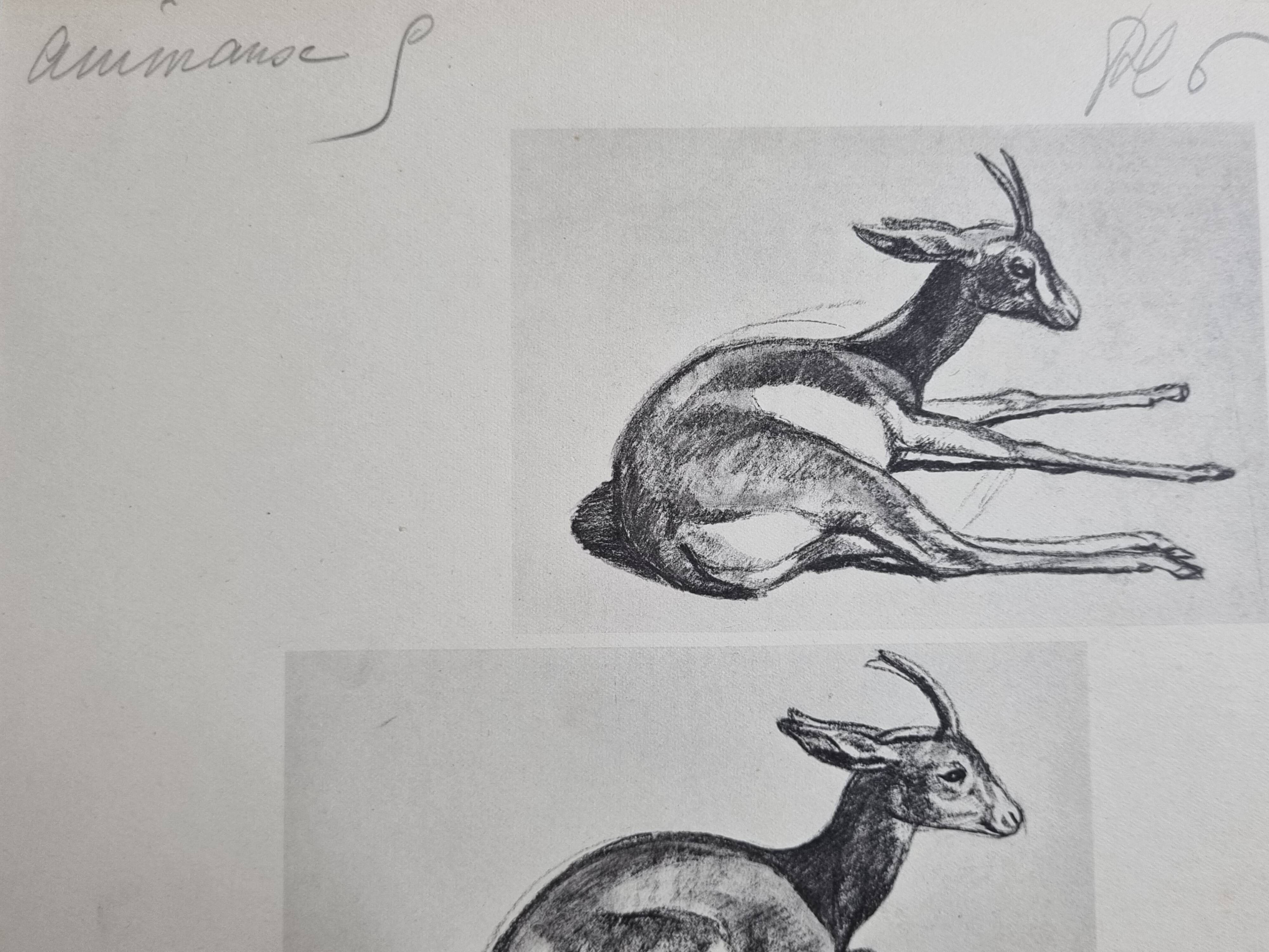 Illustrated plate, Gazelle Studies, Signed André Margat, 1930-1950