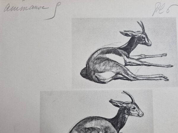 Planche illustrée, Études de Gazelle, Signée André Margat, 1930-1950