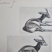 Planche illustrée, Études de Gazelle, Signée André Margat, 1930-1950