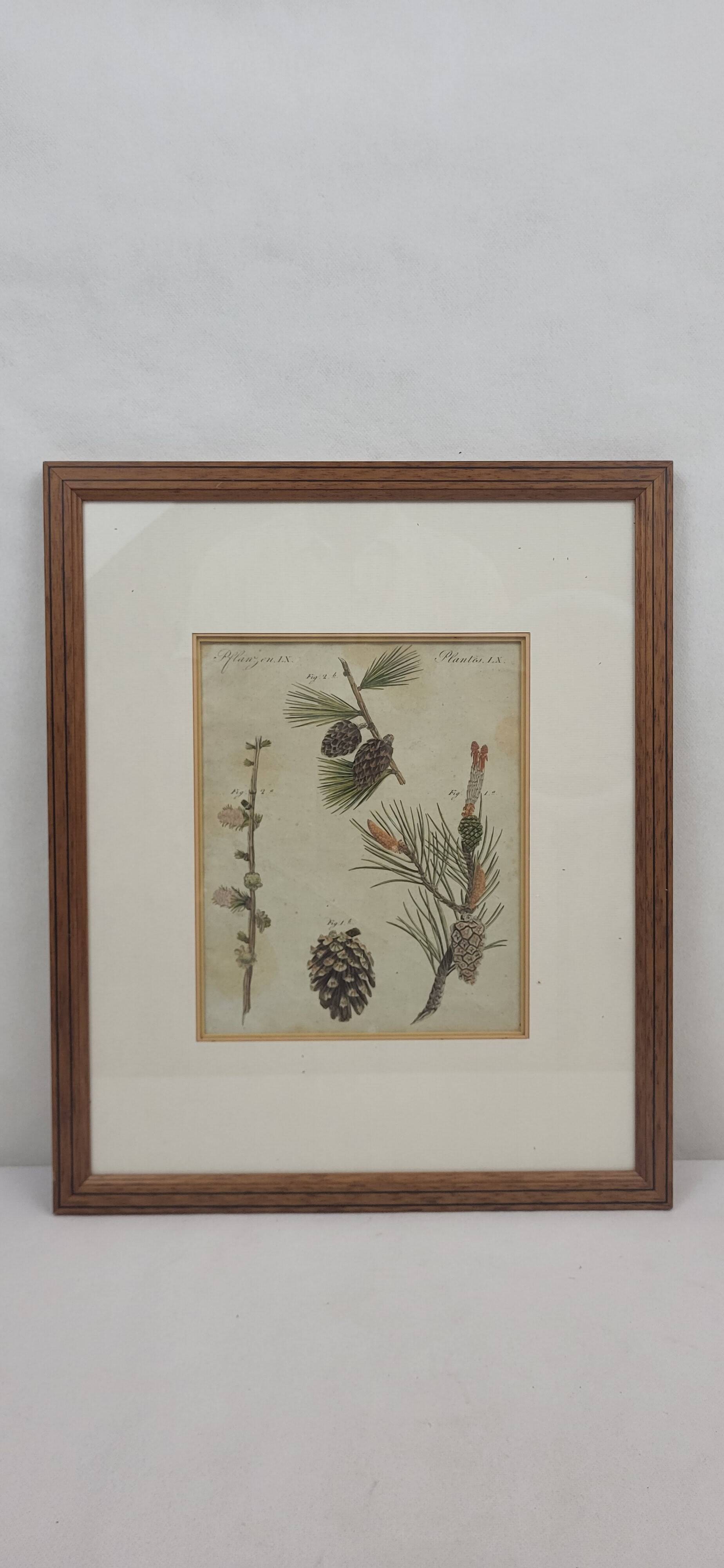 Botanical plate engraving Pine