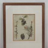 Botanical plate engraving Pine