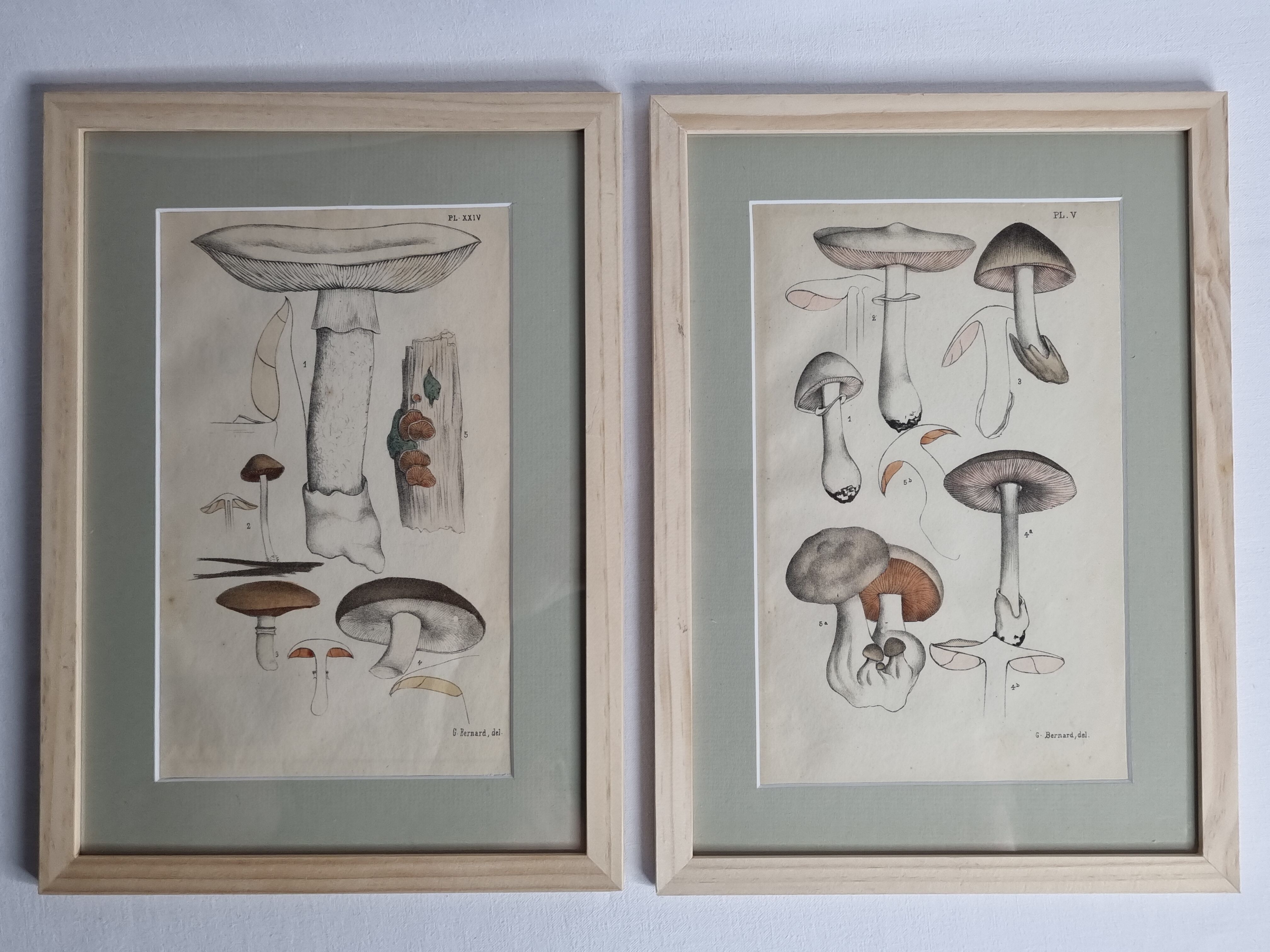 Two old engravings of watercolor mushrooms nineteenth century after G. Bernard