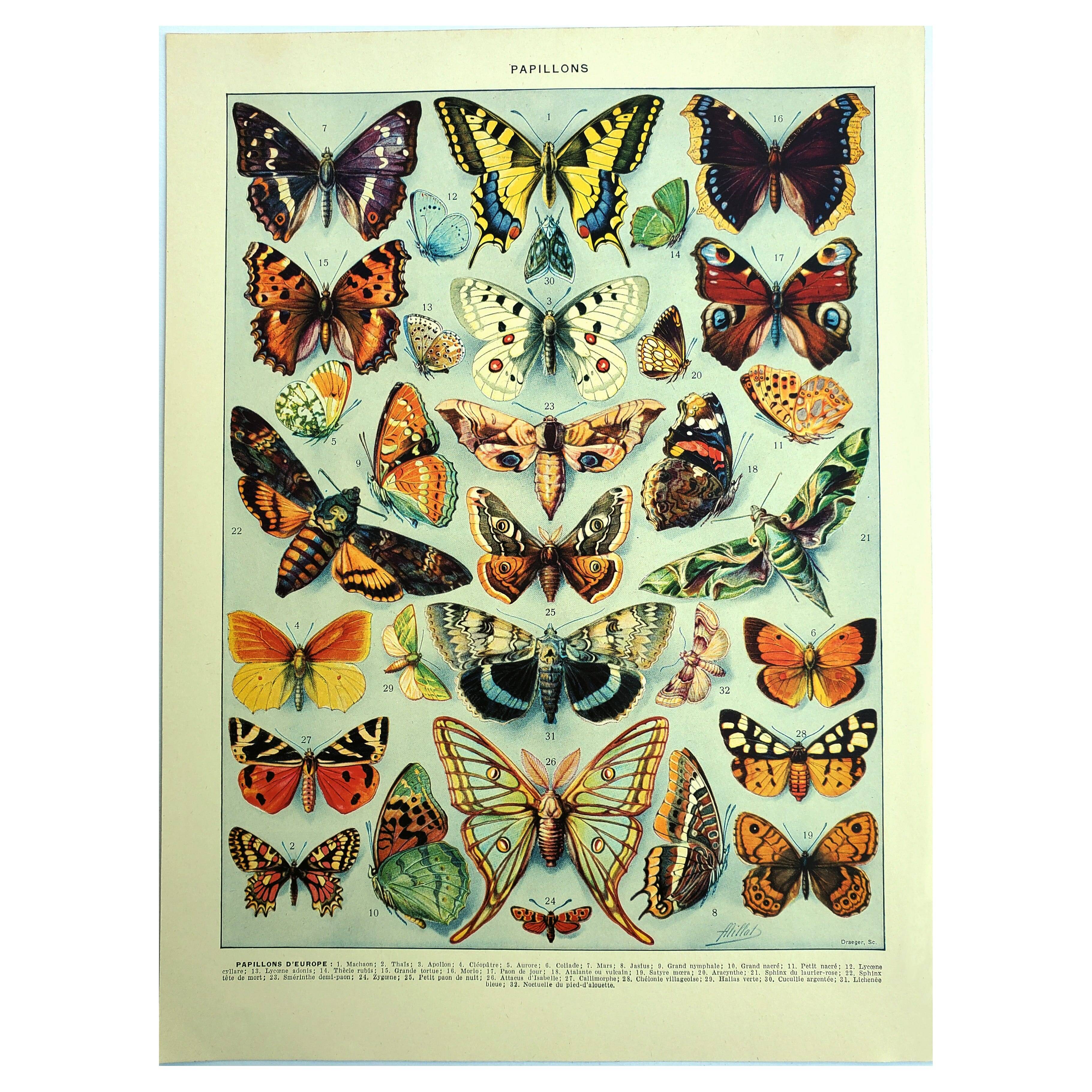 Gravure ancienne - 1928 - Papillons d'Europe par A. Millot - Lithographie