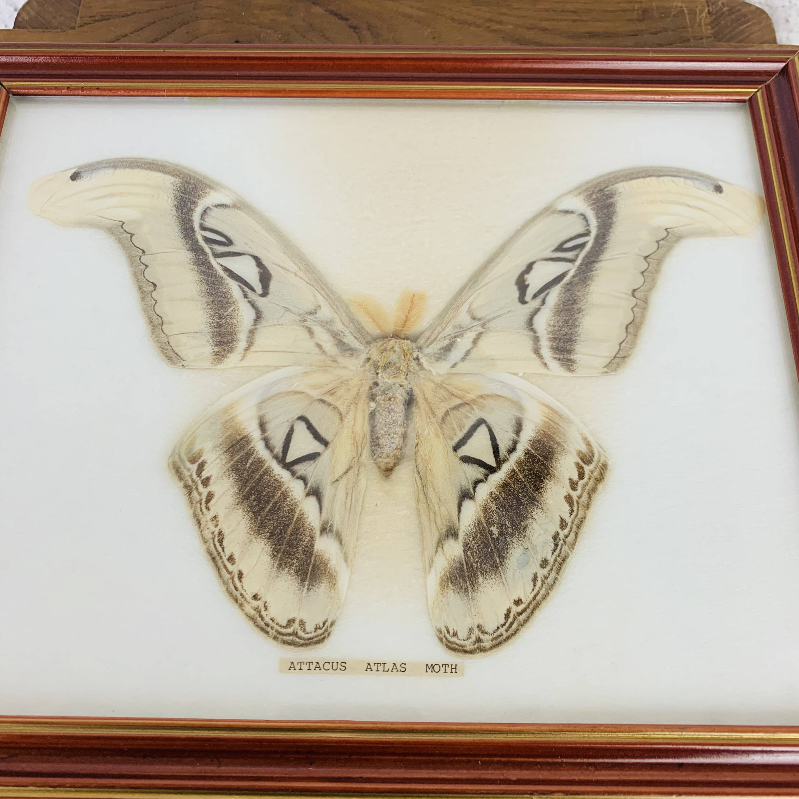 Naturalized Attacus Atlas butterfly frame
