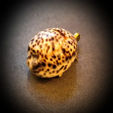 Bronze turtle and shell