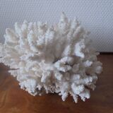 Minerals, coral