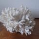 Minerals, coral