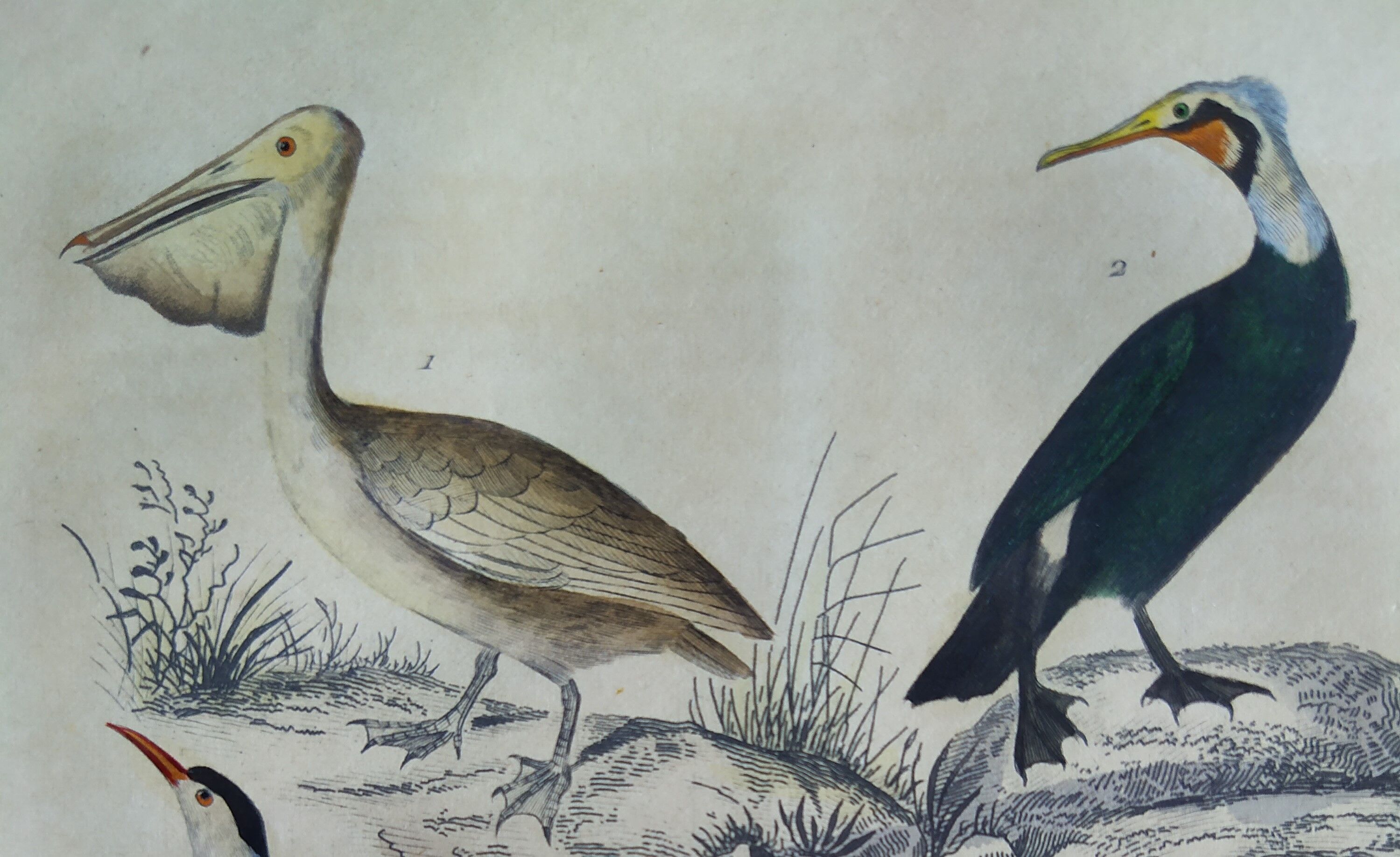 Original ornithological plate " Pelican - Cormorant - &c... Buffon (1837)