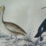 Original ornithological plate " Pelican - Cormorant - &c... Buffon (1837)