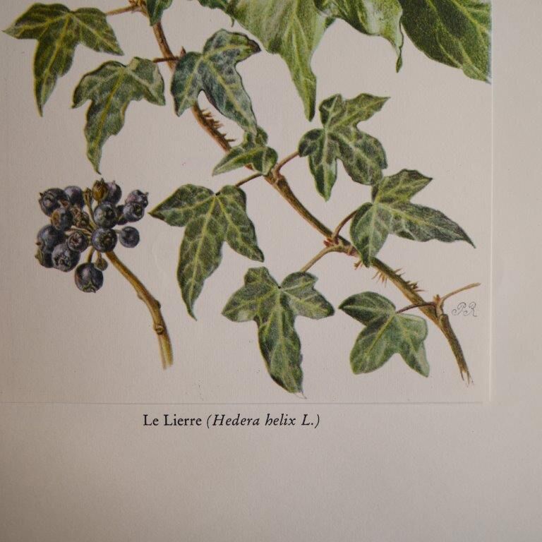 Botanical plate Ivy