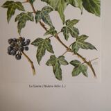 Botanical plate Ivy