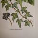 Botanical plate Ivy