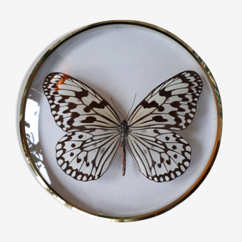 Framed Butterfly