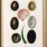 Poster about seashells and marine molluscs
