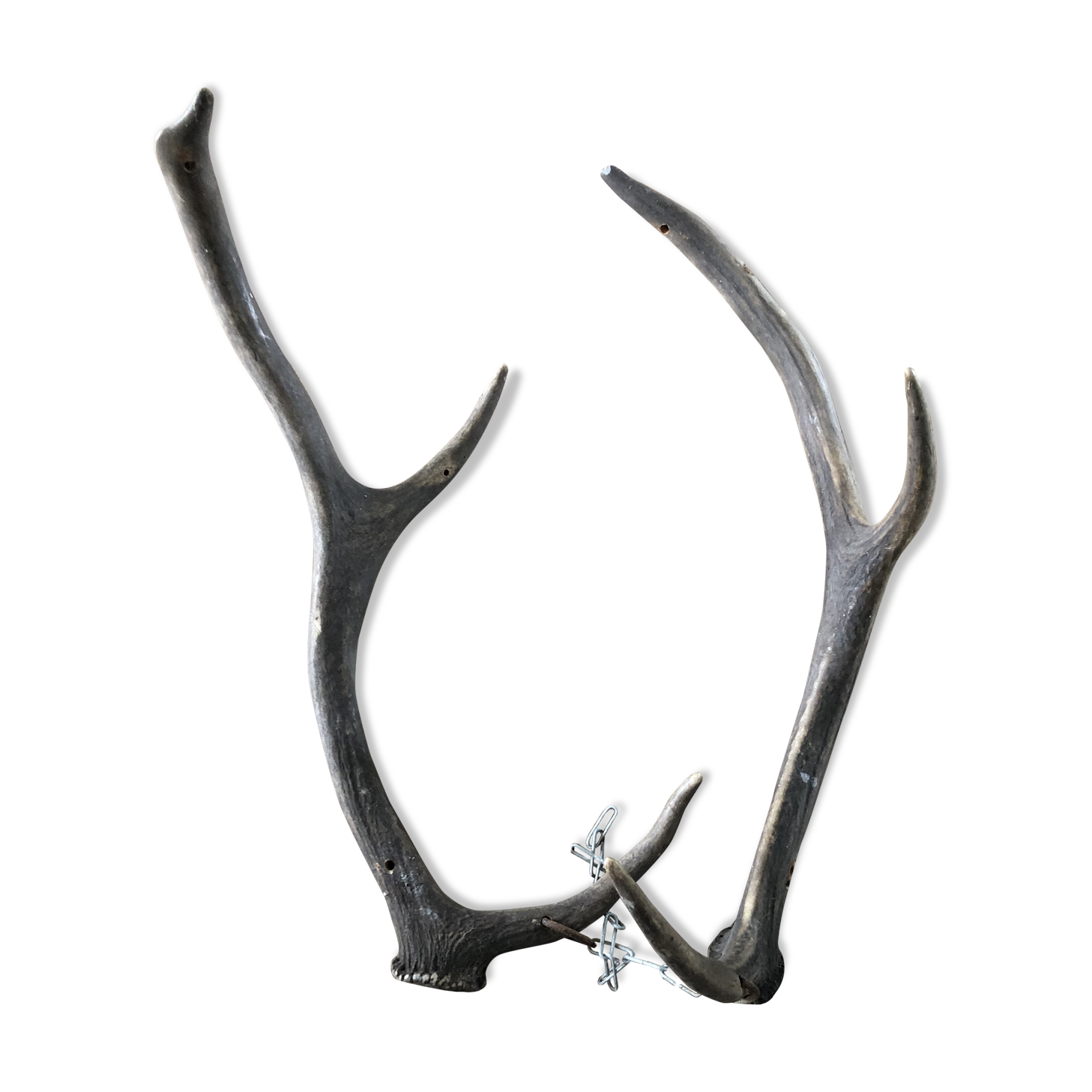 Pair of deer antlers