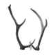 Pair of deer antlers