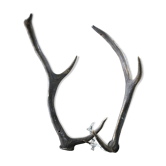 Pair of deer antlers