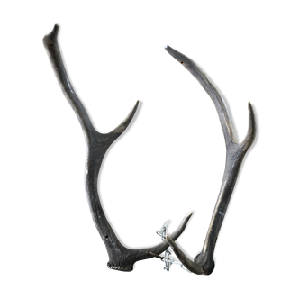 Pair of deer antlers