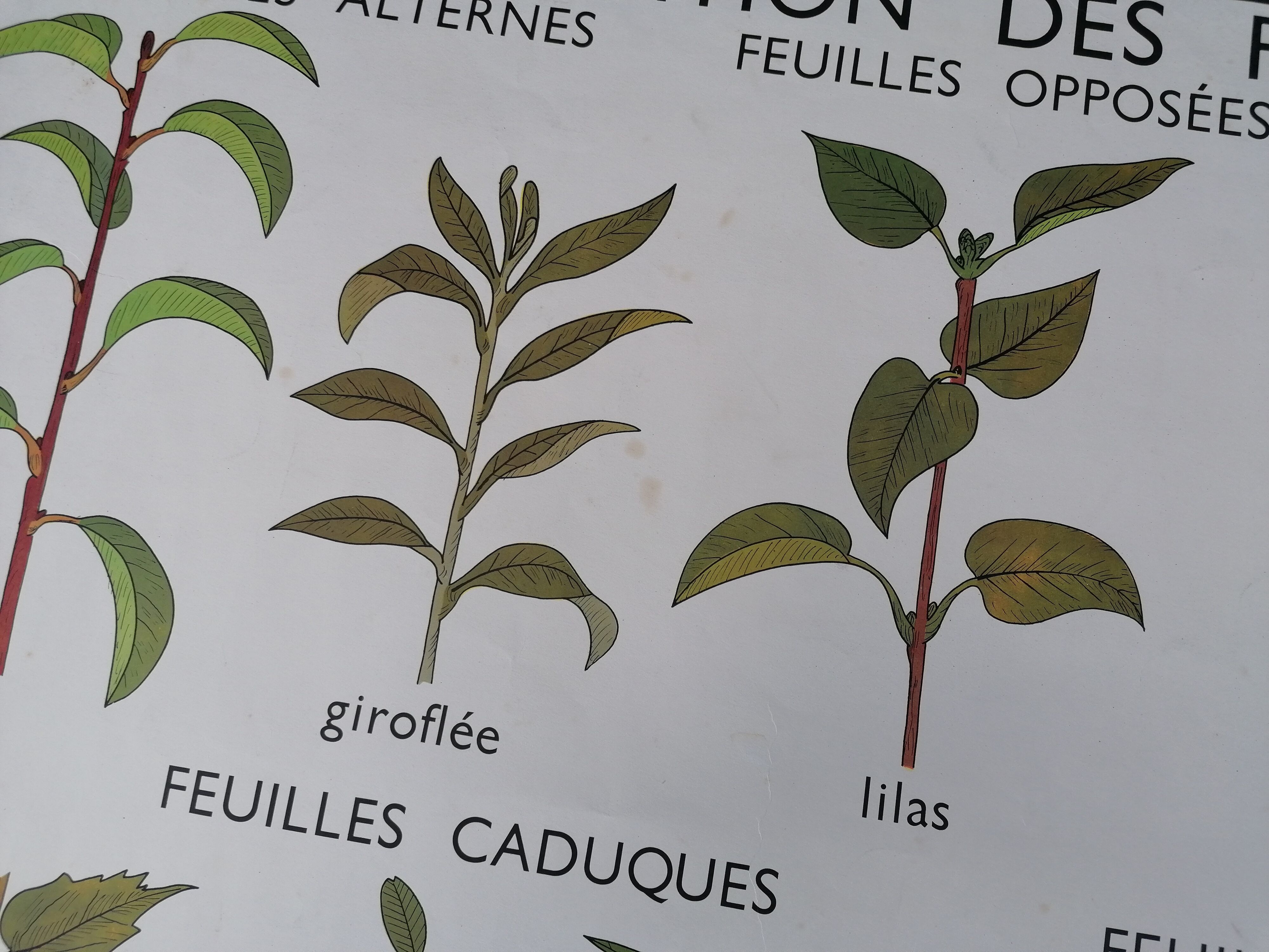 Rossignol educational poster: "Arrangement of leaves and fruits".