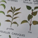 Rossignol educational poster: "Arrangement of leaves and fruits".
