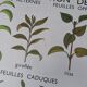 Rossignol educational poster: "Arrangement of leaves and fruits".