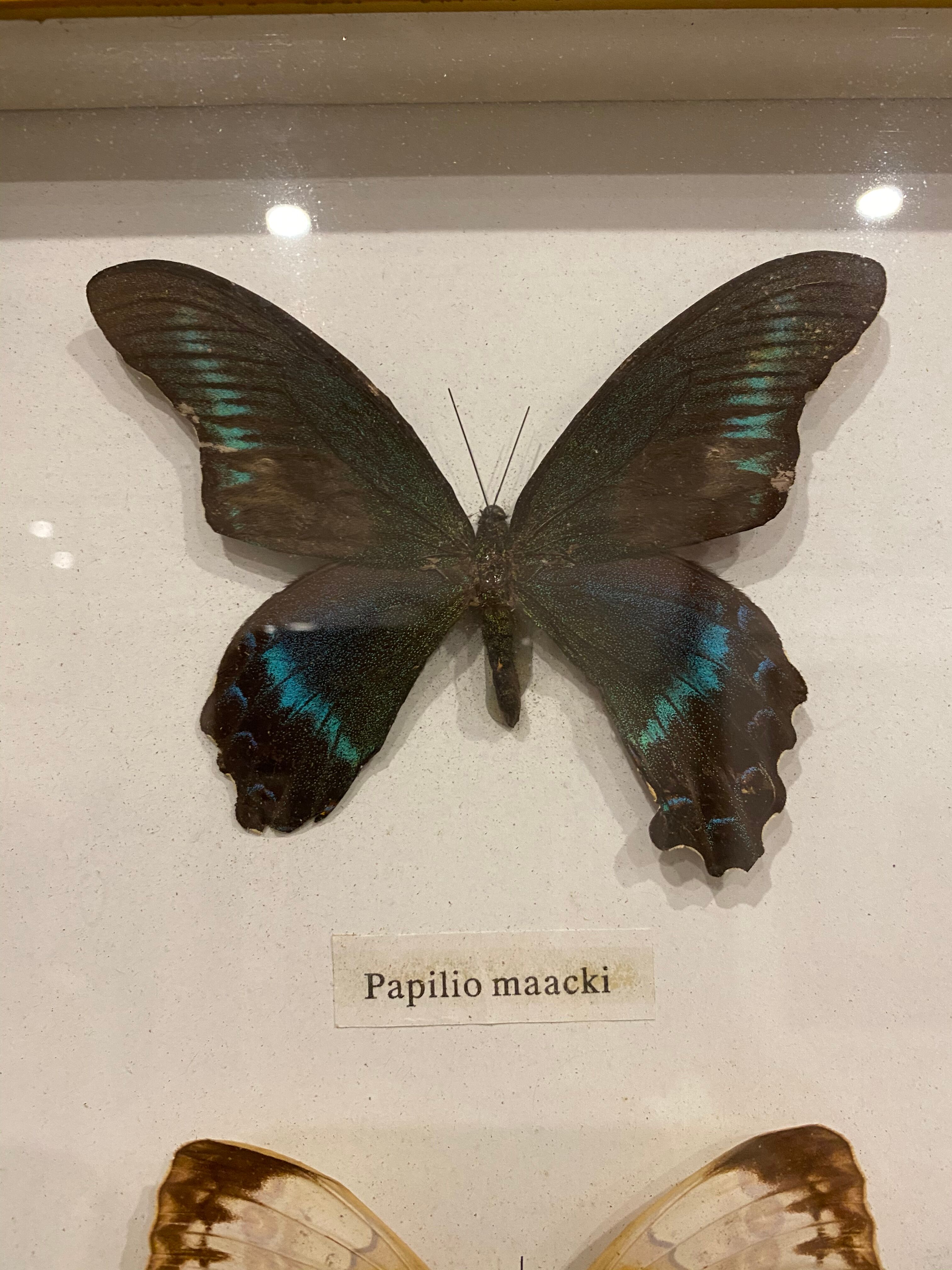 Vintage butterfly frame
