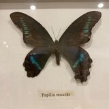Cadre papillons vintage