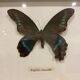 Vintage butterfly frame