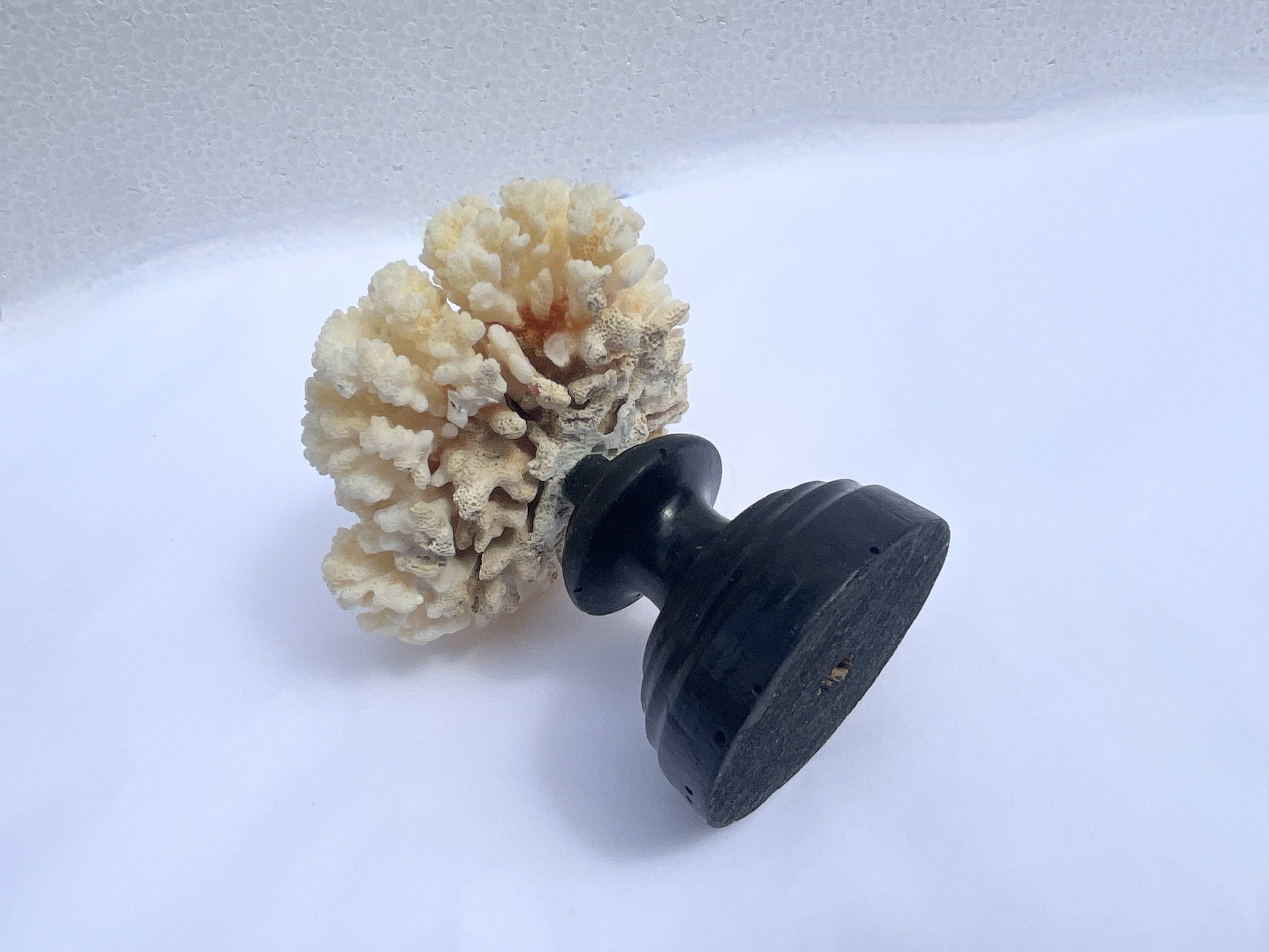 Natural white coral on wooden base turned Napoleon III 19th century cabinet of curiosities