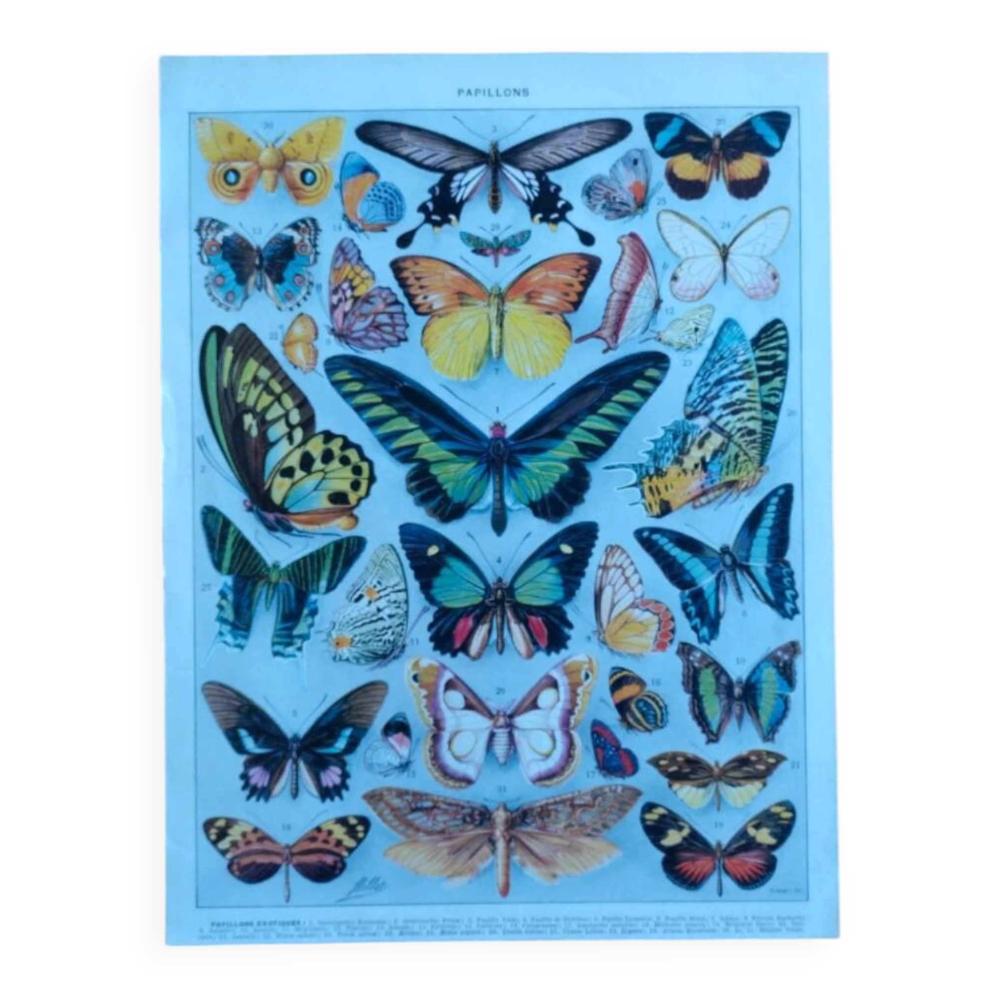Plate entomology lithograph butterflies Larousse encyclopedia 20th century
