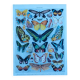 Plate entomology lithograph butterflies Larousse encyclopedia 20th century