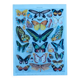 Plate entomology lithograph butterflies Larousse encyclopedia 20th century