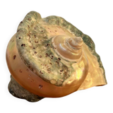 Pearly shell