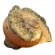Coquillage nacré