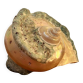 Pearly shell