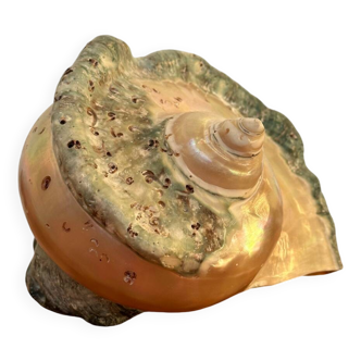 Pearly shell