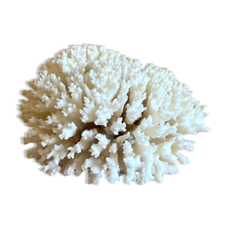 Vintage white coral