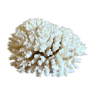 Vintage white coral