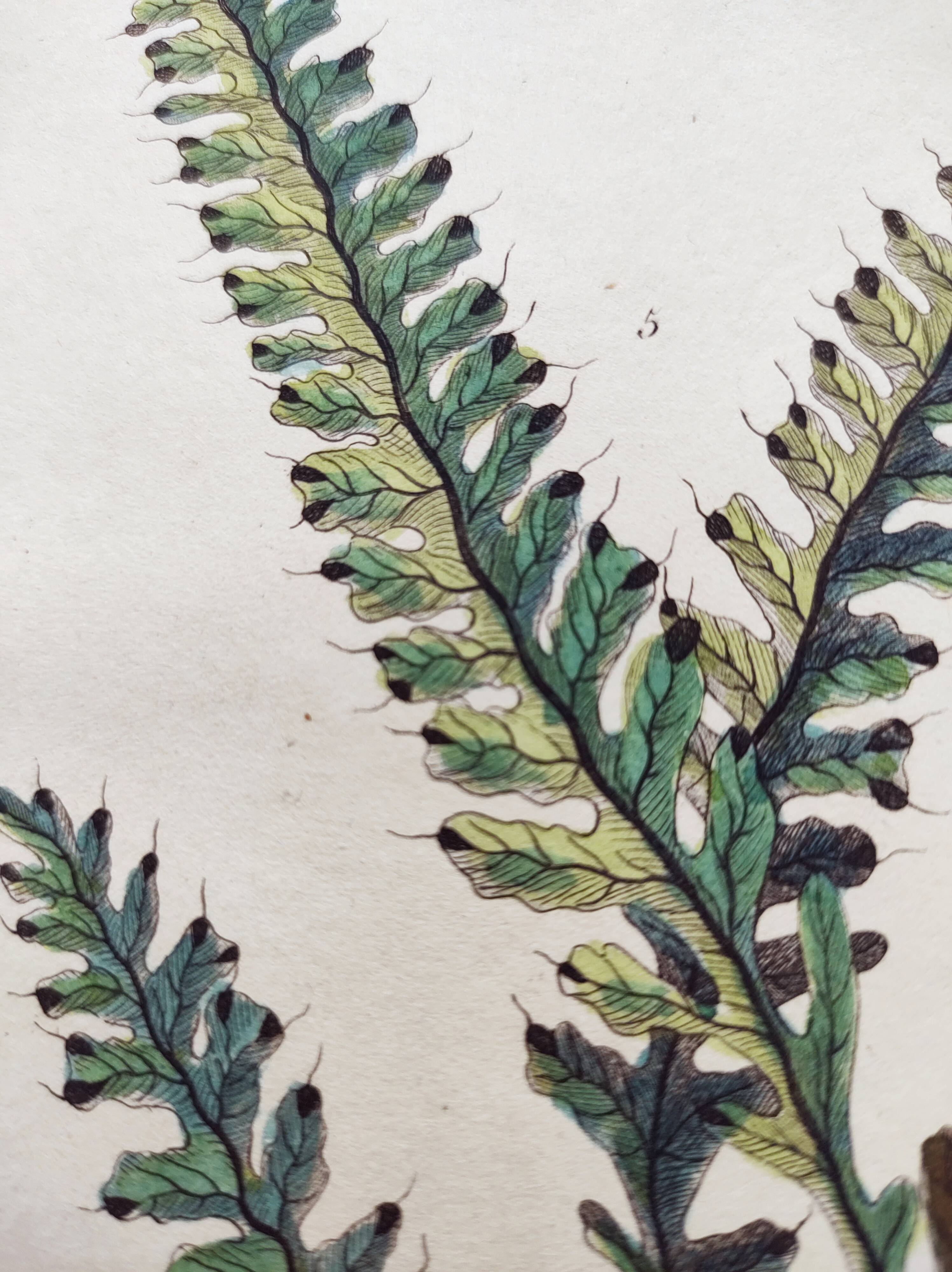 Gravure ancienne de 1838 -plante Trichostome- Planche coloriée à la main. botanique original
