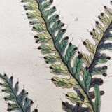 Gravure ancienne de 1838 -plante Trichostome- Planche coloriée à la main. botanique original